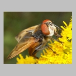 Phasia aurigera - Raupenfliege m02.jpg